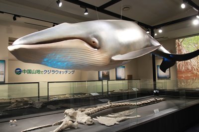 🏛️ 쇼바라 시립 히와 자연과학박물관(쇼바라시리츠 히와시젠카가쿠하쿠부츠칸) 이미지 2